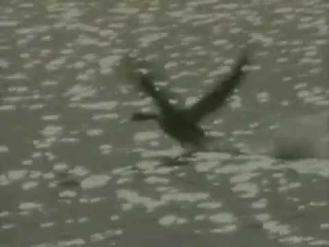 Видео: Оберманекен - Птица