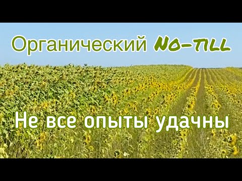 Видео: Органические гречиха, фасоль, подсолнечник, люпин без обработки почвы в опытах Алексея Языкова