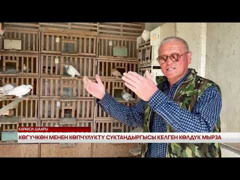 Видео: КӨГҮЧКӨН МЕНЕН КӨПЧҮЛҮКТҮ СУКТАНДЫРГЫСЫ КЕЛГЕН КӨЛДҮК МЫРЗА