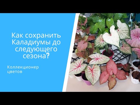 Видео: Как сохранить Каладиумы до следующего сезона? 5 признаков, что Каладиуму пора на зимовку.