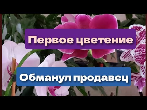 Видео: 26.10.2025  Первое цветение. Прислали не ту, но мне понравилась.