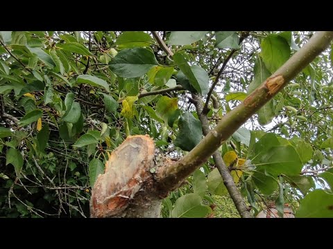 Видео: Подмладяване на ябълката – резитба и грижа за рани..👍