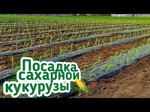 Видео: Посадка Сахарной кукурузы🌽 рассадой