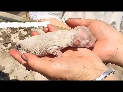 Видео: Новорожденные щенки, выброшенные в мусорный бак, плакали от жары, но выжил только один.