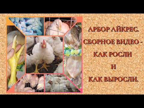 Видео: Бройлер Арбор айкрес. наш опыт выращивания, результат и отзыв