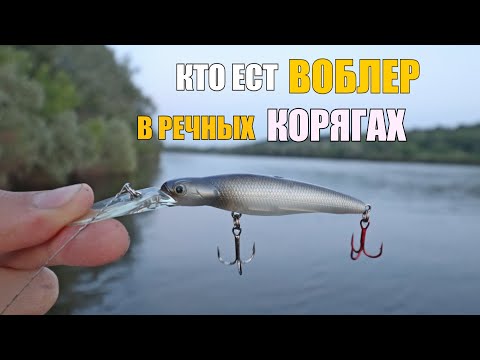 Видео: ЧТО БУДЕТ Если Закинуть ВОБЛЕР в КОРЯГИ? Летняя РЫБАЛКА на Оке!!!