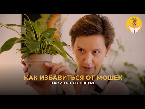 Видео: Как избавиться от мошек в комнатных растениях?