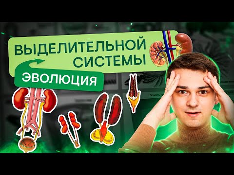 Видео: Эволюция выделительной системы | Биология с Мишей Гис | ЕГЭ 2024 | SMITUP