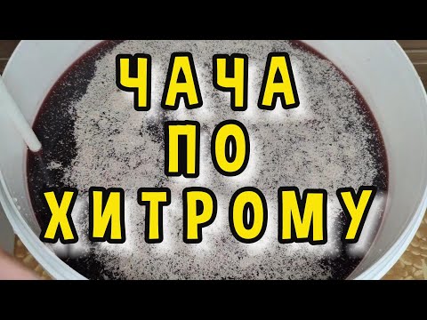 Видео: СЕКРЕТЫ ЧАЧИ ОТ ТЕХНОЛОГА #мужскоехобби #рецепты #самогон #самогонныйаппарат #настойка #чача