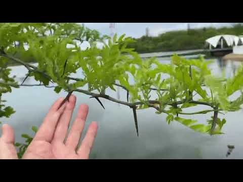 Видео: Наташа, в ногах насосы и про вязаную юбку. Озерки