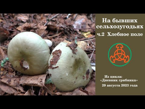 Видео: На бывших сельхозугодьях. ч.2. Хлебное поле. Дневник грибника 29 августа 2023 года