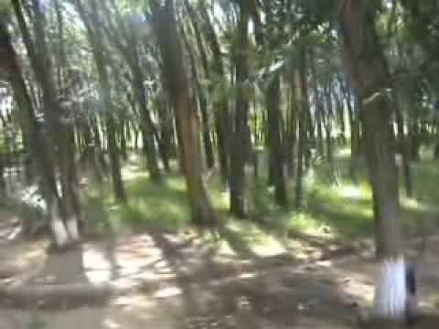 Видео: киел1 агаш