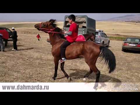 Видео: Скачки в ауле Коктюбе, под Курдаем, Казахстан