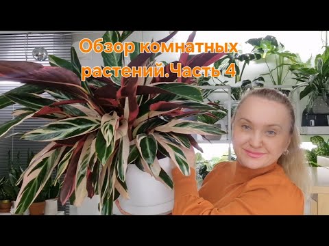 Видео: 🍀ОБЗОР КОМНАТНЫХ РАСТЕНИЙ.Часть 4🍀