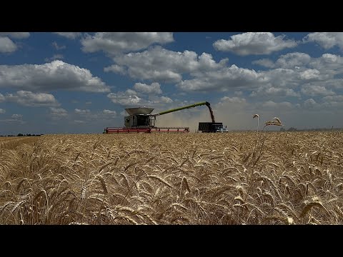 Видео: Привезли на демонстрацію комбайн CLAAS Lexion 8800 Terra