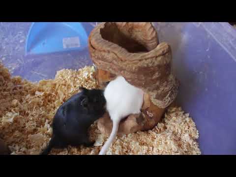 Видео: Утро наших животных. Меняю стружку.