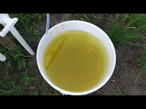 Видео: Малообъемка клубники!!! Первое кормление!!!