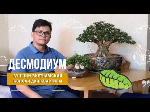 Видео: Десмодиум - лучший вьетнамский бонсай для городской квартиры @Studio.Bonsai