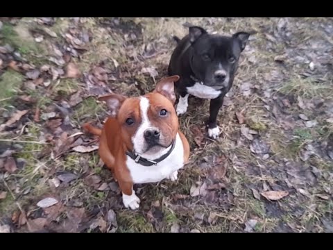 Видео: Страхи  у собак. Чего боятся стаффордширские бультерьеры?