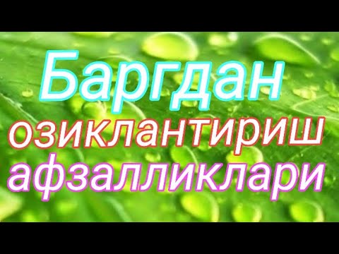 Видео: Баргидан озиклантириш нима учун керак ва унинг афзалликлари