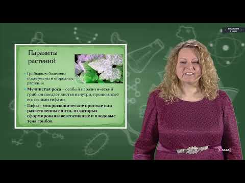 Видео: Биология - 6 класс - Грибы
