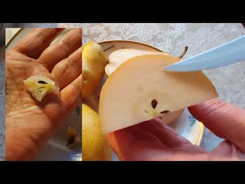 Видео: Груши 2021. Сравнение  хранения Ники и Февральского сувенира