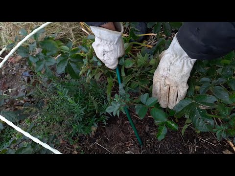 Видео: Подготовка к зиме)))Ставлю дуги, собираю листья, мою теплицу...