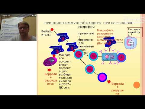 Видео: Клещевые инфекции. Цикл семинаров. Доклад М.А. Ушаковой