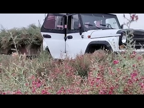 Видео: Инсульт Давление. Жантақ гүлі мен дәнінің емдік қасиеті