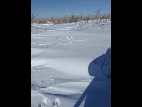 Видео: Охота на зайца. Трешка в камышах.