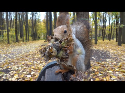 Видео: Осень. Белки. Орешки. Зарисовка / Autumn. Squirrels. Nuts. The sketch