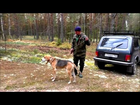 Видео: Русская гончая Банзай вл. Поспелов Юрий.