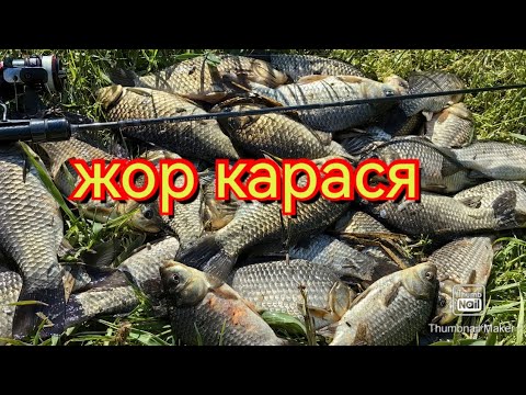 Видео: Мормышинг.Таскаю карасей на мормышку. Весенний жор.