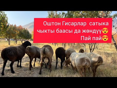 Видео: ОШТОН ГИСАРЛАР САТЫКА ЧЫКТЫ БААСЫ ДА ЖӨНДҮҮ ПАЙ ПАЙ 😍