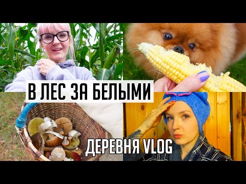 Видео: ДЕРЕВНЯ VLOG 🍁 Затопили Баньку 😳 За Белыми ГРИБАМИ в ЛЕС / Кукуруза прям НА УЧАСТКЕ! 🌽