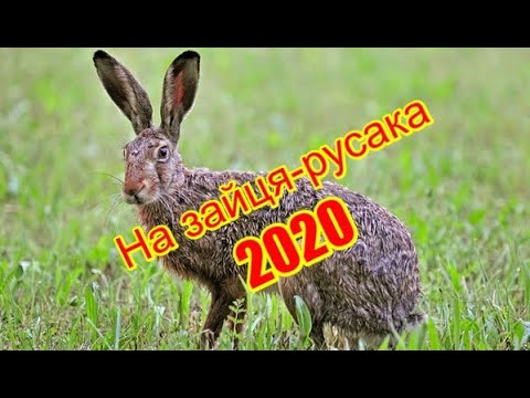 Видео: Охота на зайца 2020 | Полювання на зайця-русака | Частина 1