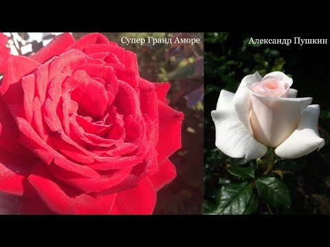Видео: Обрезка Чайно - Гибридных Роз. Супер Гранд Аморе (моно-посадка). Александр Пушкин