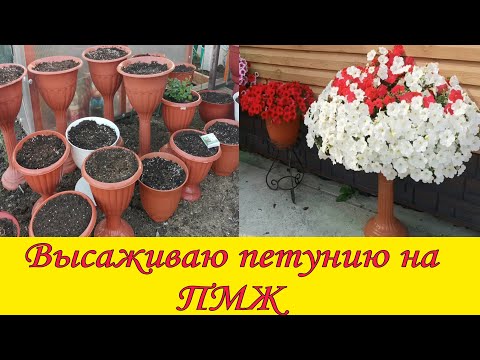 Видео: Высаживаю петунию по различным емкостям.