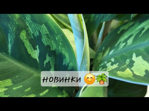 Видео: обзор новинок комнатных растений 🪴 🪴 🪴