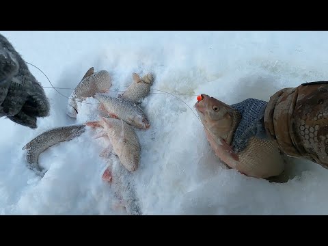 Видео: РЫБАЛКА НА ЗАБЫТОЙ НО РЫБНОЙ РЕЧКЕ, ТРИ ГОДА ЗДЕСЬ НЕ РЫБАЧИЛ! ЯЗЬ С СОРОГОЙ ХОРОШО НАПАДАЛИ)))!