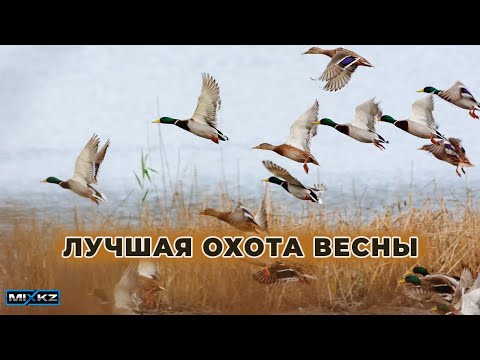 Видео: ШИКАРНОЕ ОТКРЫТИЕ ВЕСЕННЕЙ ОХОТЫ Весенняя охота на селезня с подсадными утками MixEreke Mixkz Mix kz