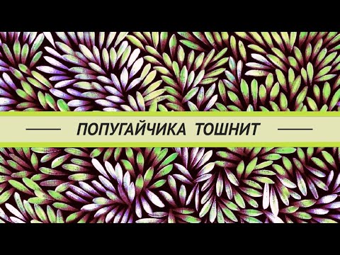 Видео: Волнистого попугая тошнит.  Отравление? Что делать?