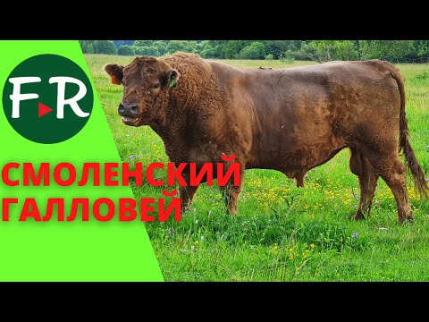 Видео: Семейная ферма Смоленский Галловей. Устройство фермы, загонов и оборудование для прогона скота.