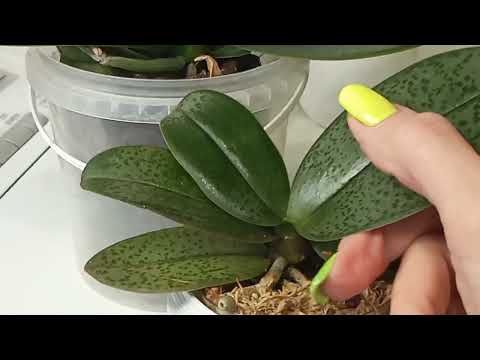 Видео: Парфюмерная фабрика Phal.Dusty Belle 🌺🌺🌿