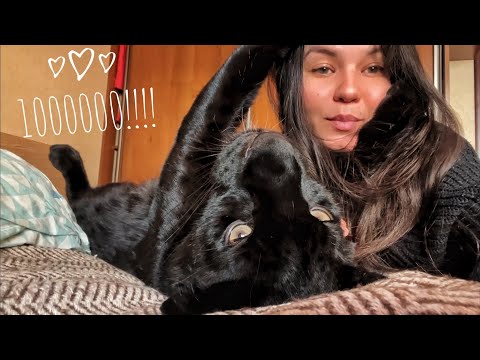 Видео: Пантера Луна и Венза Празднуют первый миллион 😸🎉🎂