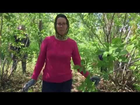 Видео: Субботник в Жана-Кийме