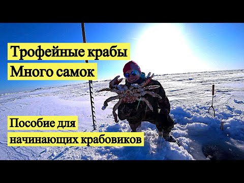 Видео: Трофейные крабы, много самок и пособие для начинающих крабовиков