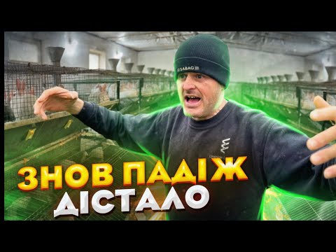 Видео: #Ферма кроликів. Маємо падіж! Самий Екстремальний бізнес😅