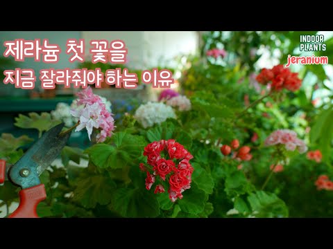 Видео: [4K] Из рассады герани, как умудриться вырастить большие цветочные шары