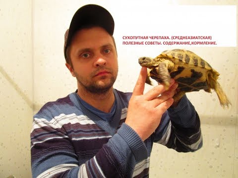 Видео: Черепаха Среднеазиатская  Содержание, Кормление, Советы